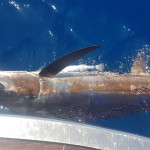75Kg Striped Marlin caught & released Behind Great Barrier Island on a Fronteira Equador Black Pearl Big Game Lure