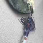 Mai-Mai caught with a Fronteira Scorpio Jnr UV Black Pearl Big Game Lure