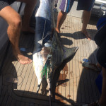 Striped Marlin caught with a Fronteira Leo Mai-Mai Big Game Soft Head Lure