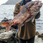 23Lb Snapper caught on Tecni-Perline High Abrasion Rock & Surf Line